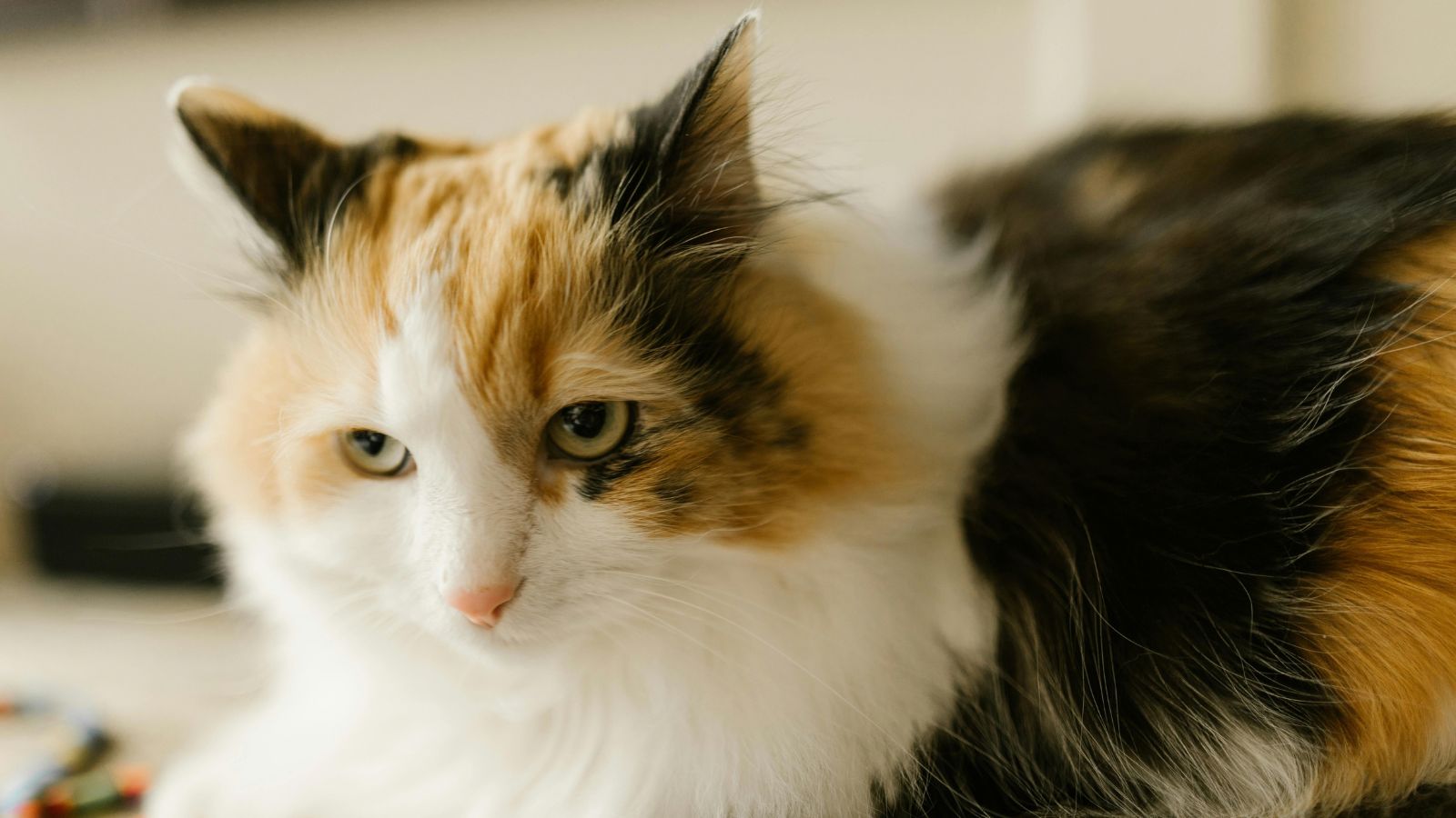 How to Help Your Indoor Cat Lose Weight Safely