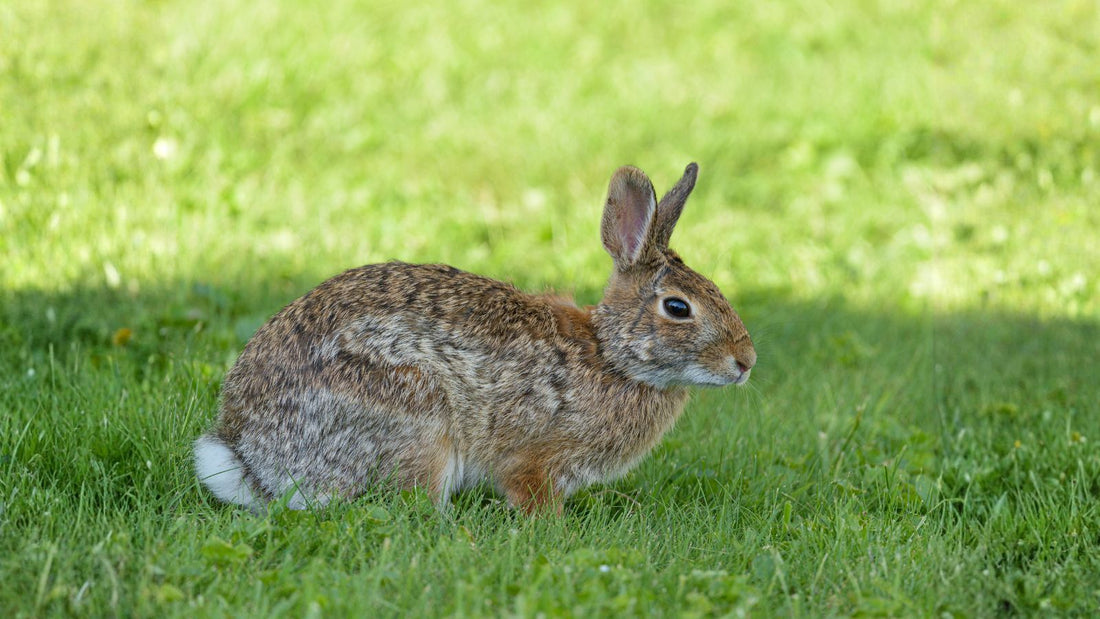 Why Rabbits Need More Than a Hutch to Truly Thrive