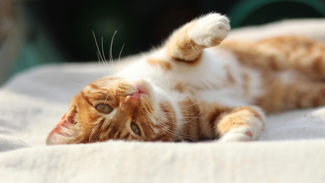 The Dangers of Rapid Weight Loss in Cats