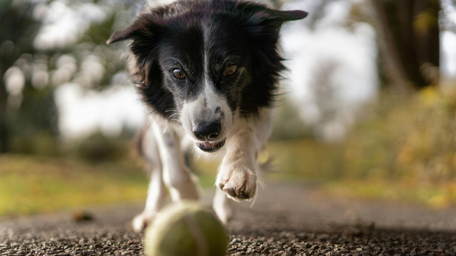How to Teach Your Dog Impulse Control for Calmer, Happier Everyday Behavior