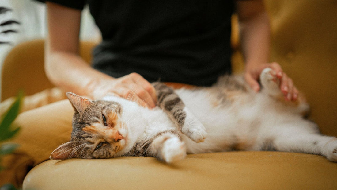 6 Ways To Bond with Your Indoor Cat