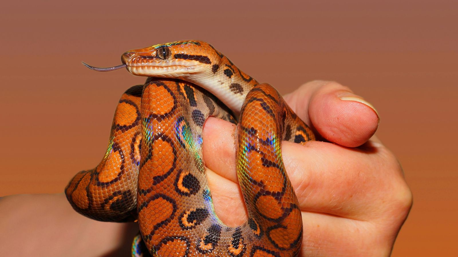 What to Know Before Choosing Your First Reptile