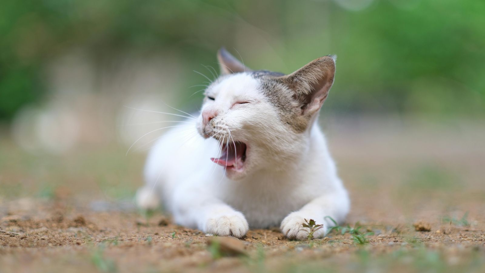 Is Your Cat’s Weight Affecting Their Behaviour?