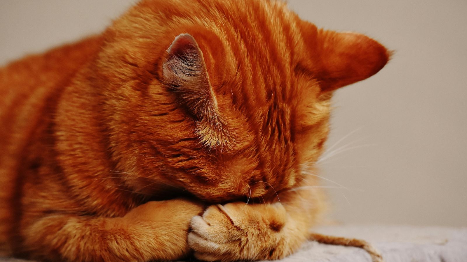 How to Help a Shy or Timid Cat Gain Confidence