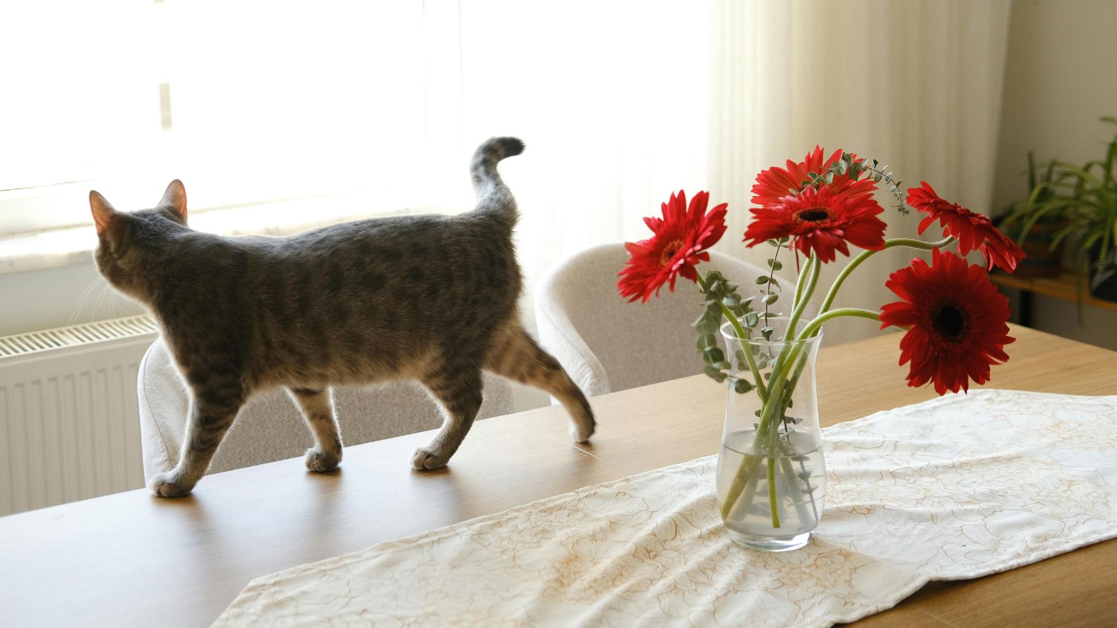 Why Cats Knock Things Over (And How to Stop It)