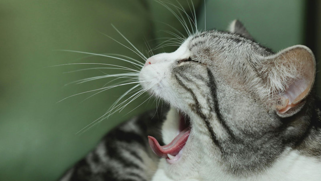 6 Signs Your Cat Is Bored (And How to Fix It Fast)