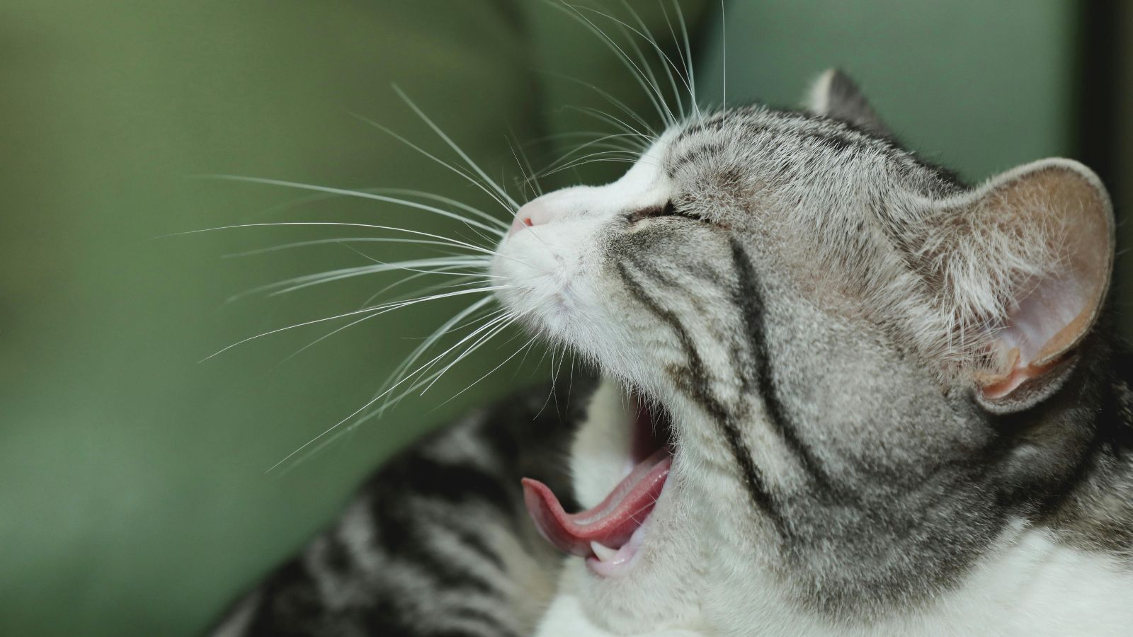6 Signs Your Cat Is Bored (And How to Fix It Fast)