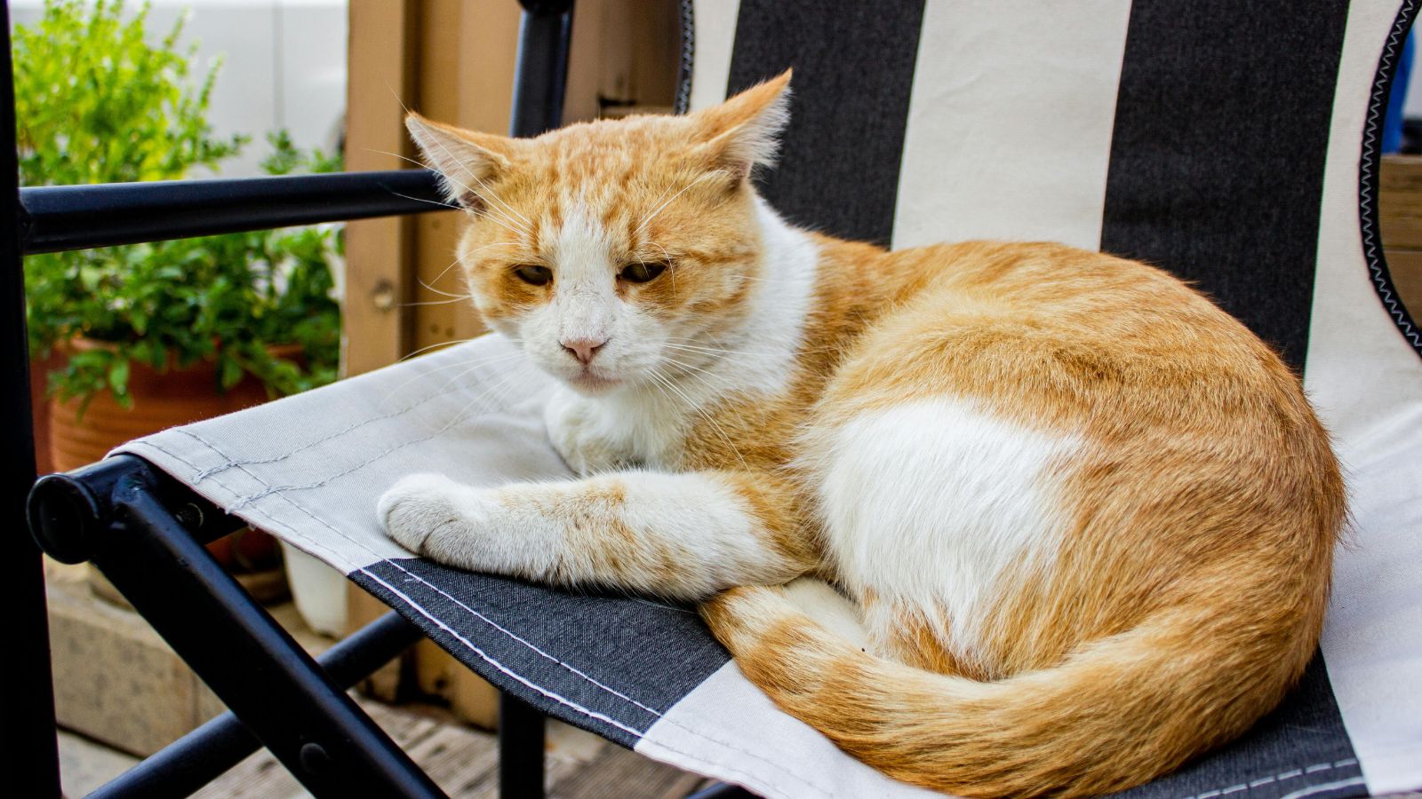 How to Tell If Your Cat Is Overweight (And What to Do Next)