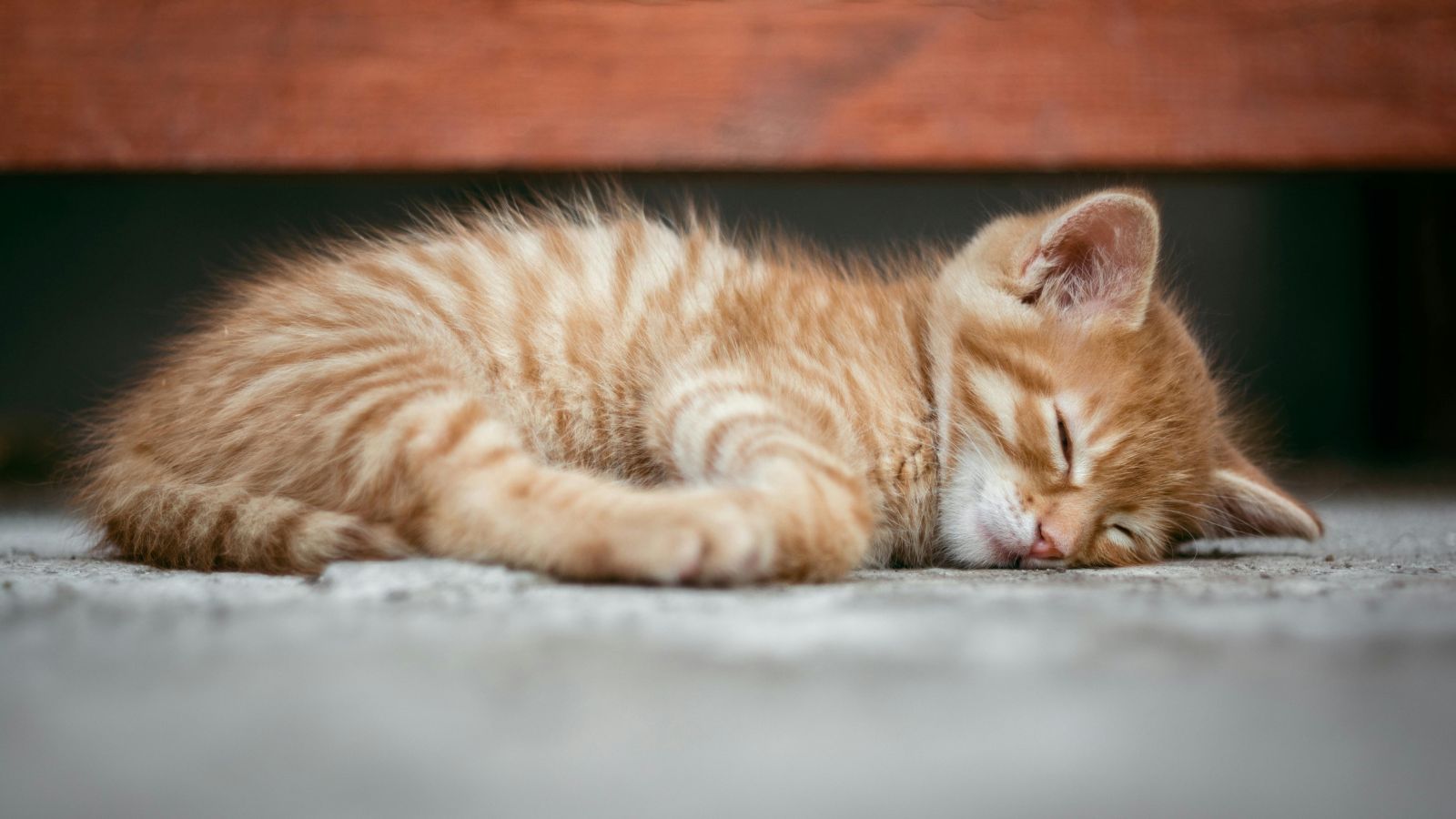 What to Expect on Your First Night with a Cat