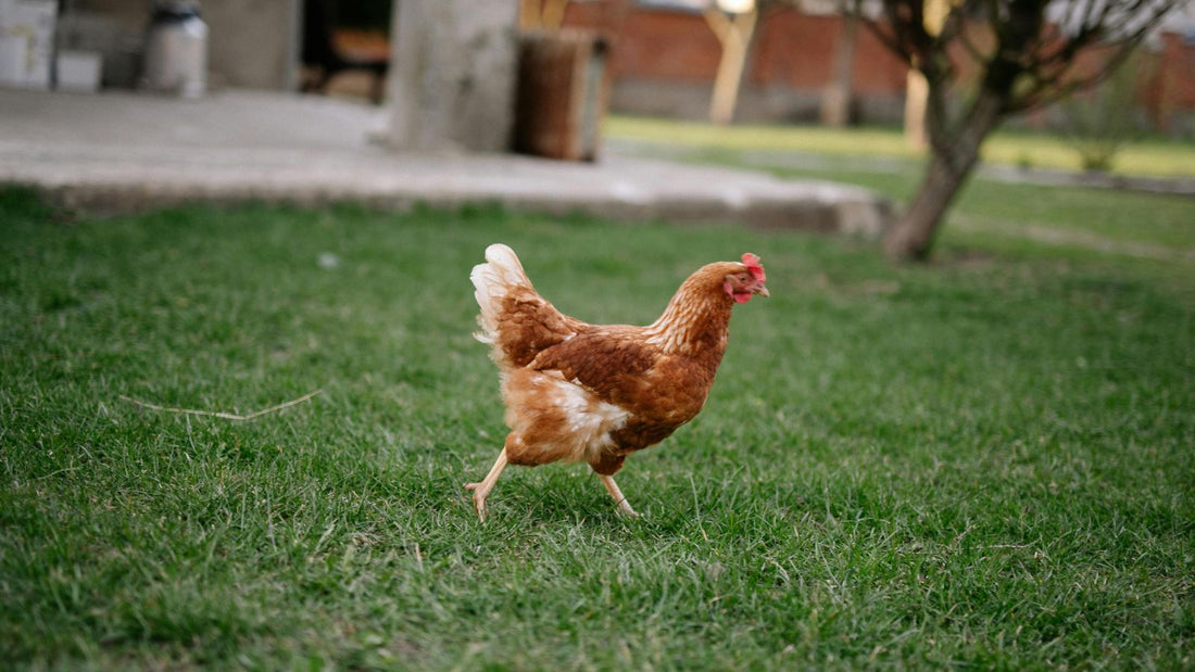 How to Tell If Your Chickens Are Underweight