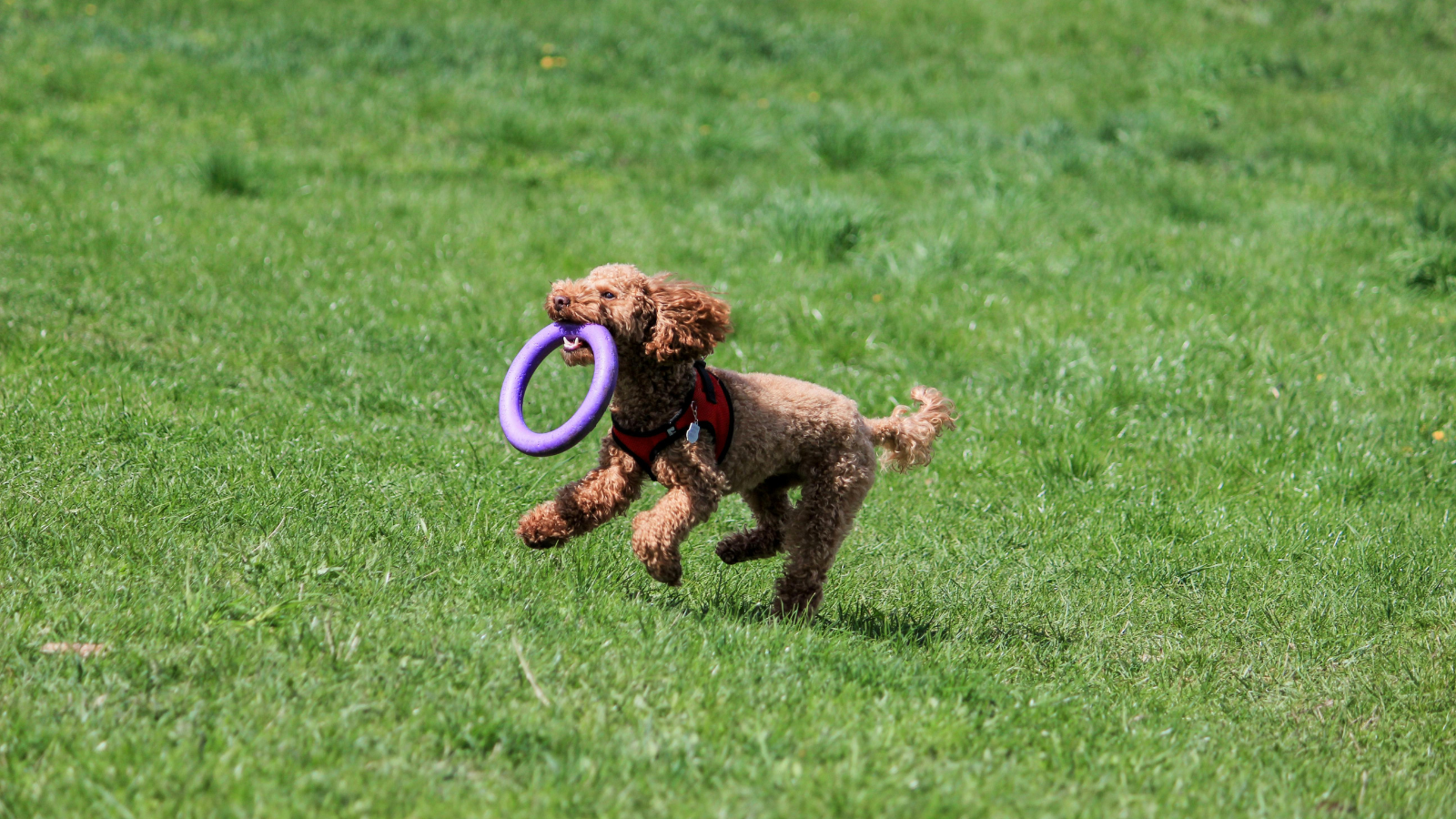 How Much Exercise Does Your Dog Really Need?