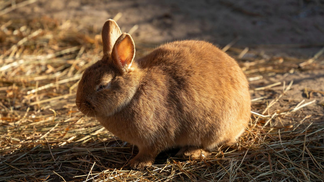 How to Tell If Your Rabbit Is Overweight