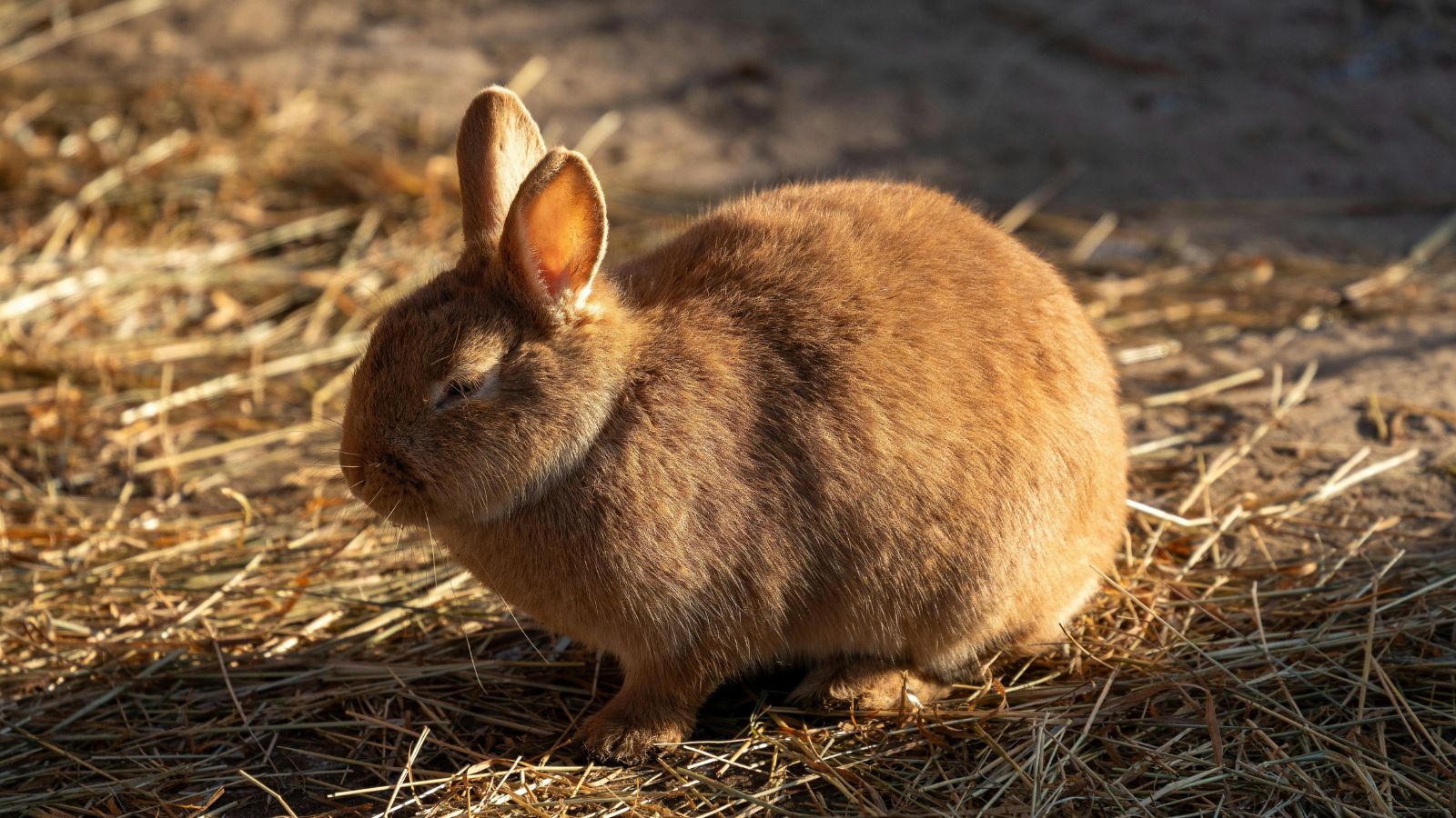 How to Tell If Your Rabbit Is Overweight