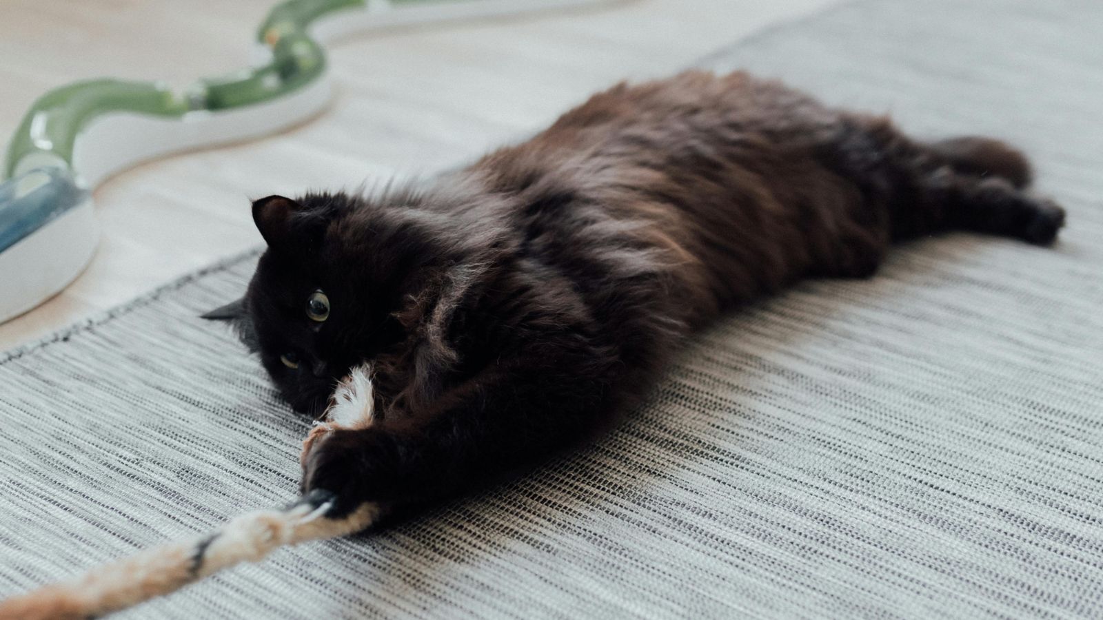 Signs Your Cat Is Overstimulated During Play