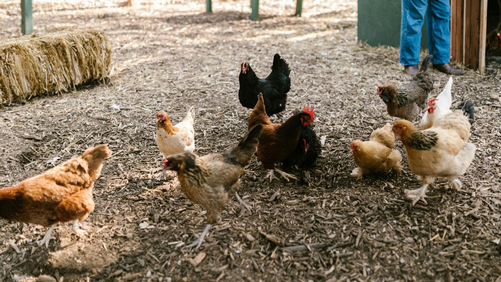 What Healthy Chicken Droppings Should Look Like