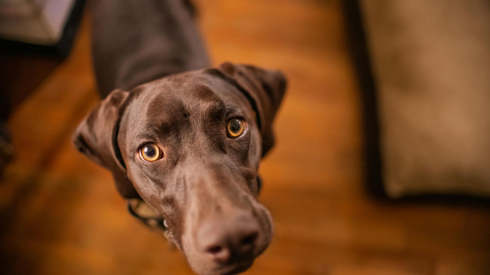 Why Your Dog Follows You to the Bathroom