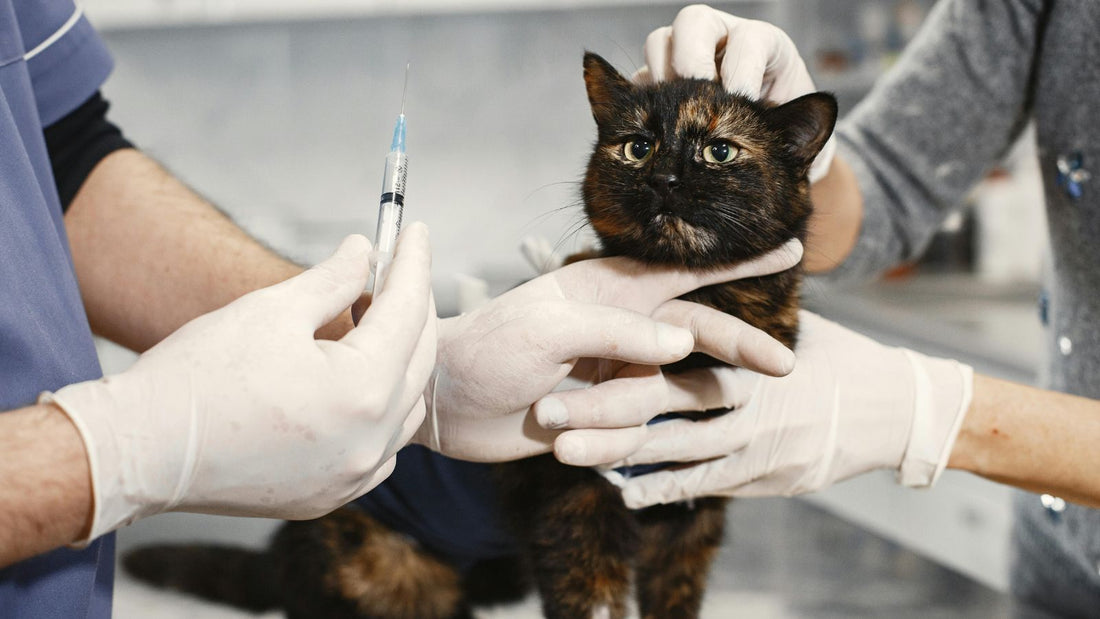 Do Indoor Cats Really Need Vaccinations?
