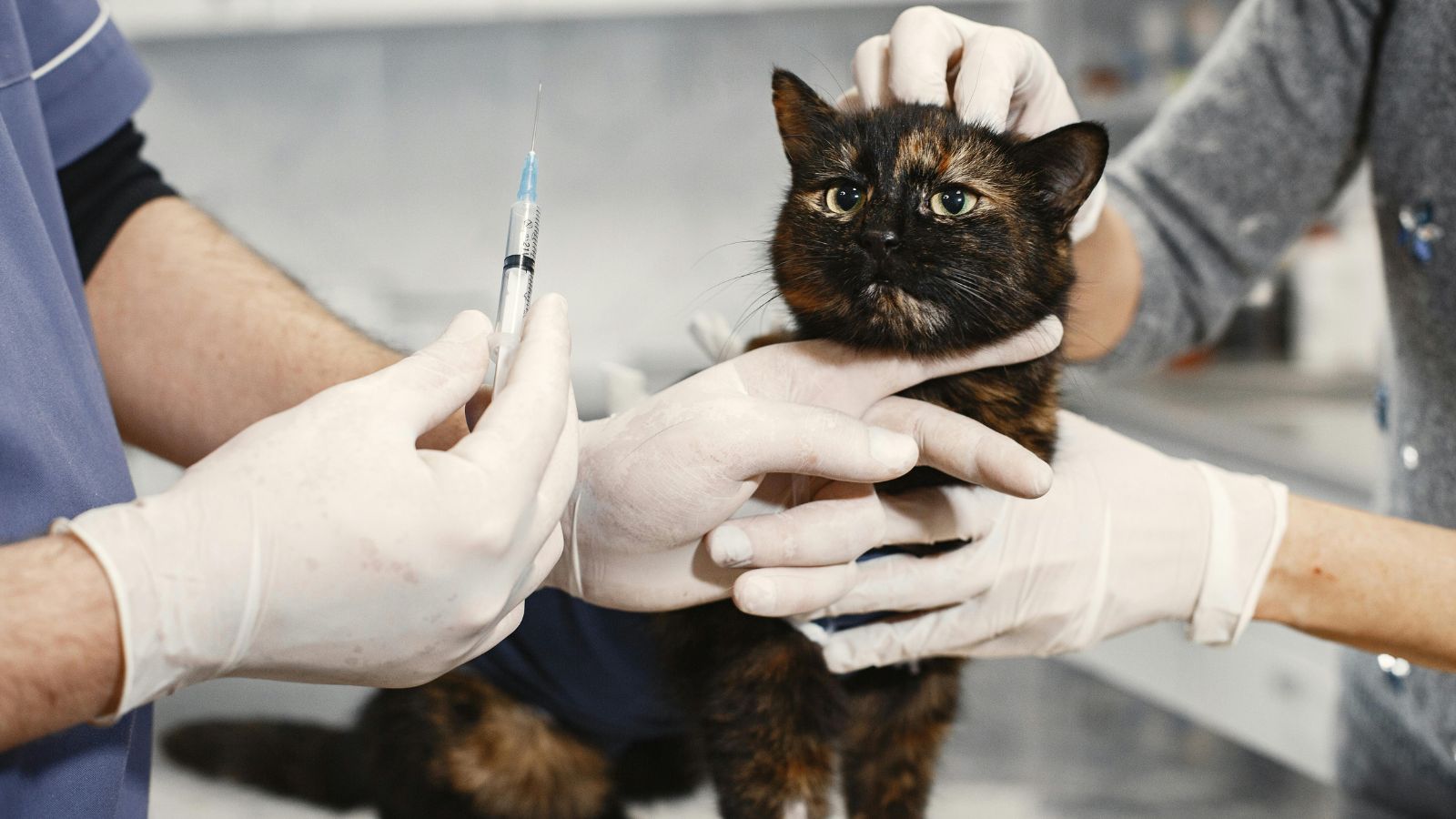 Do Indoor Cats Really Need Vaccinations?