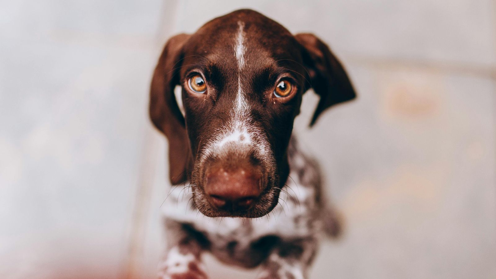 How to Help Your Dog Feel Safe Around Strangers