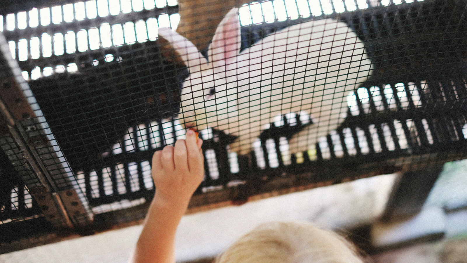 How Much Space Does a Rabbit Really Need to Be Happy?