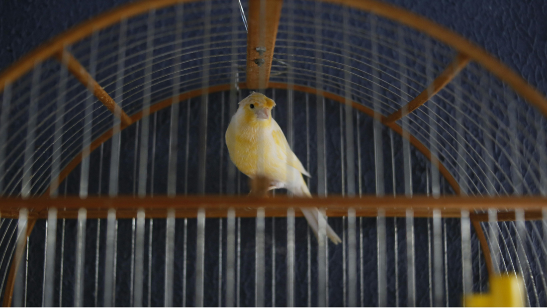 Signs Your Bird Is Bored (And How to Fix It)