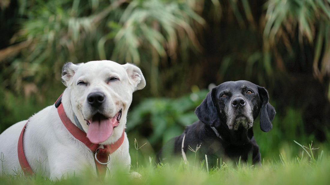 How to Socialize Your Dog Safely and Confidently