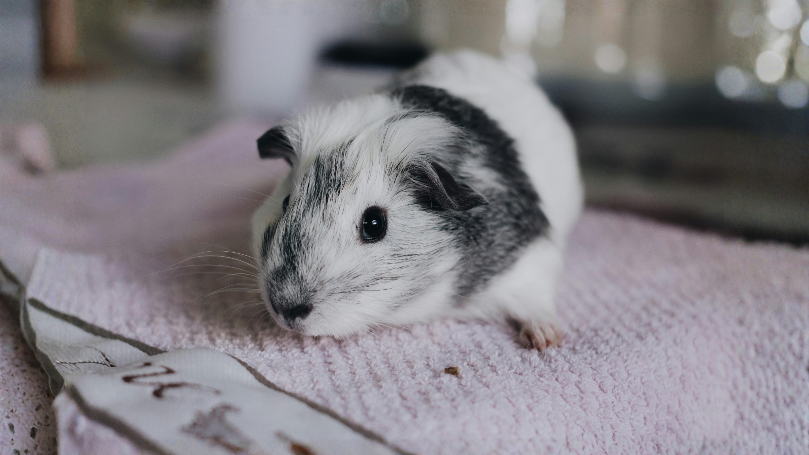 How to Tell If Your Hamster Is Happy