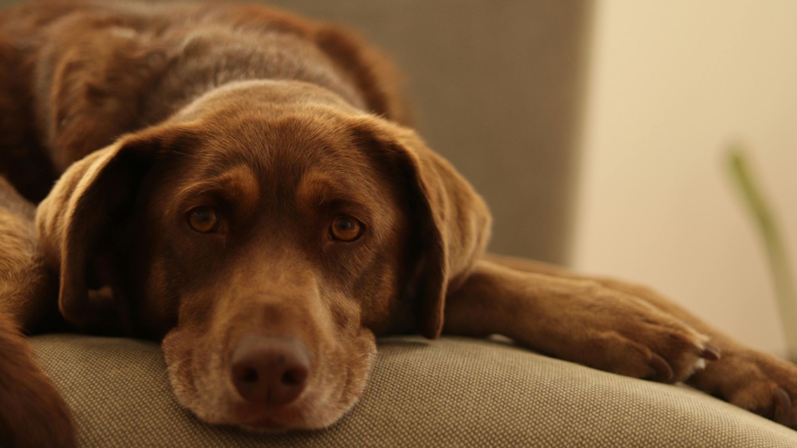 How to Teach Your Dog to Settle and Relax at Home
