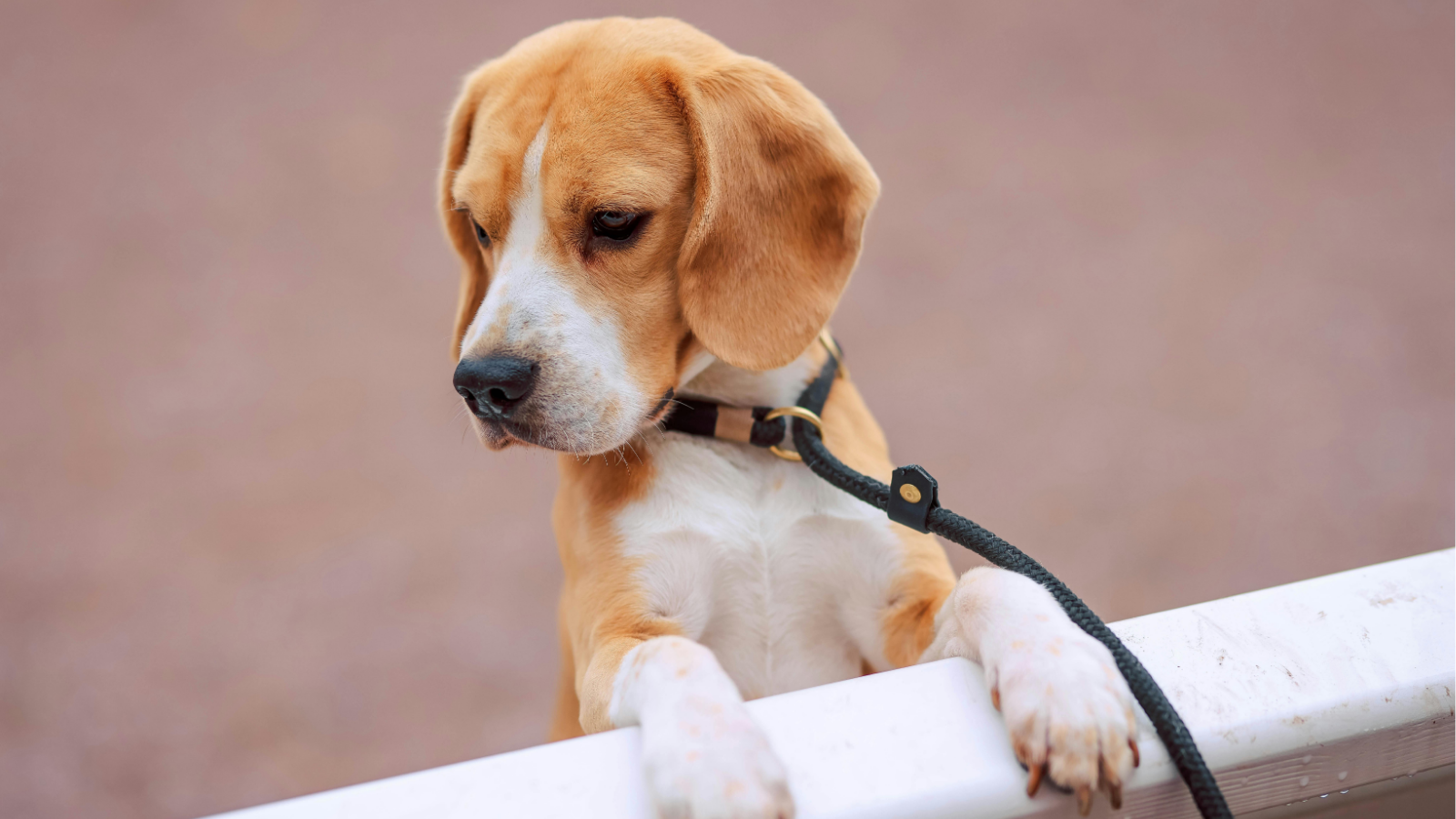 Why Your Dog Pulls on the Leash (And How to Fix It Humanely)