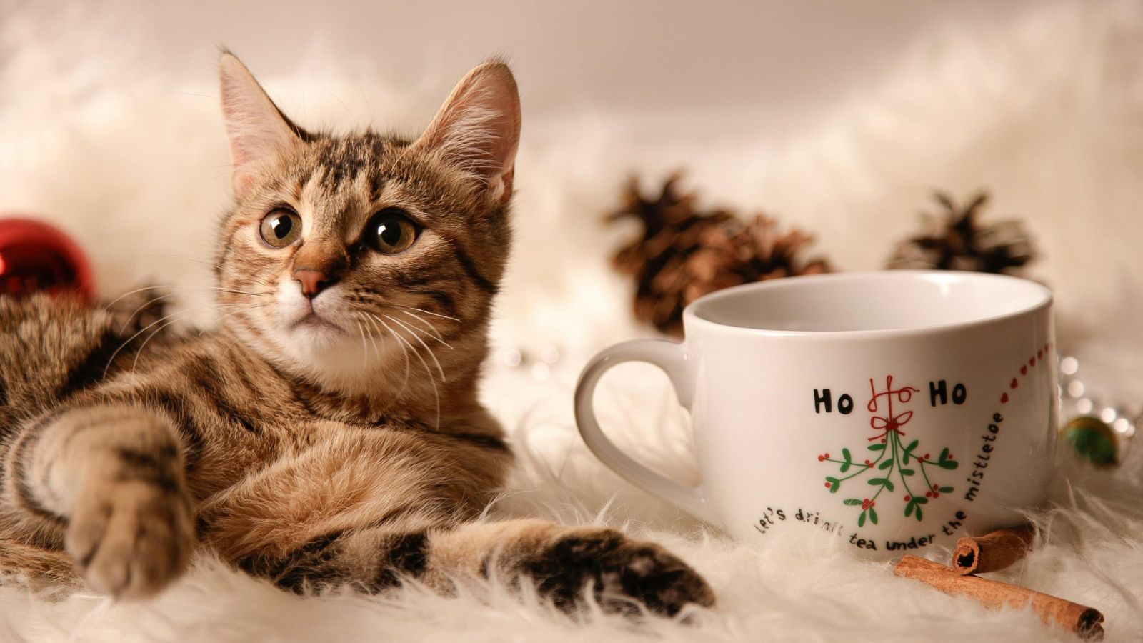 Tips for Selecting the Perfect Cat Holiday Care