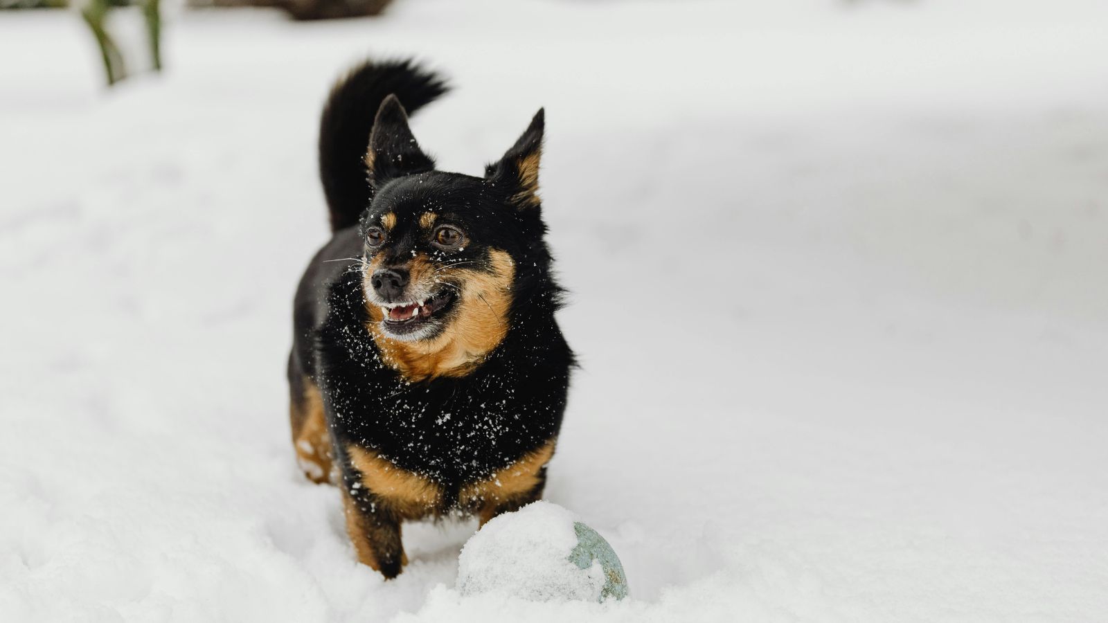 Safe Weight Loss Plans for Overweight Dogs That Actually Work