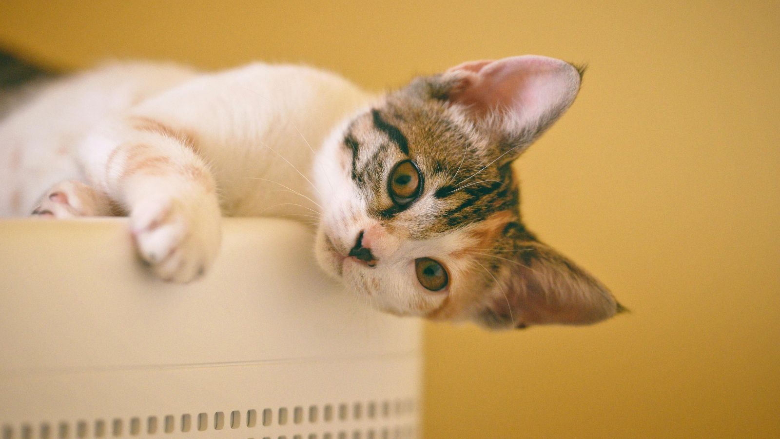How to Successfully Introduce a Kitten to an Adult Cat