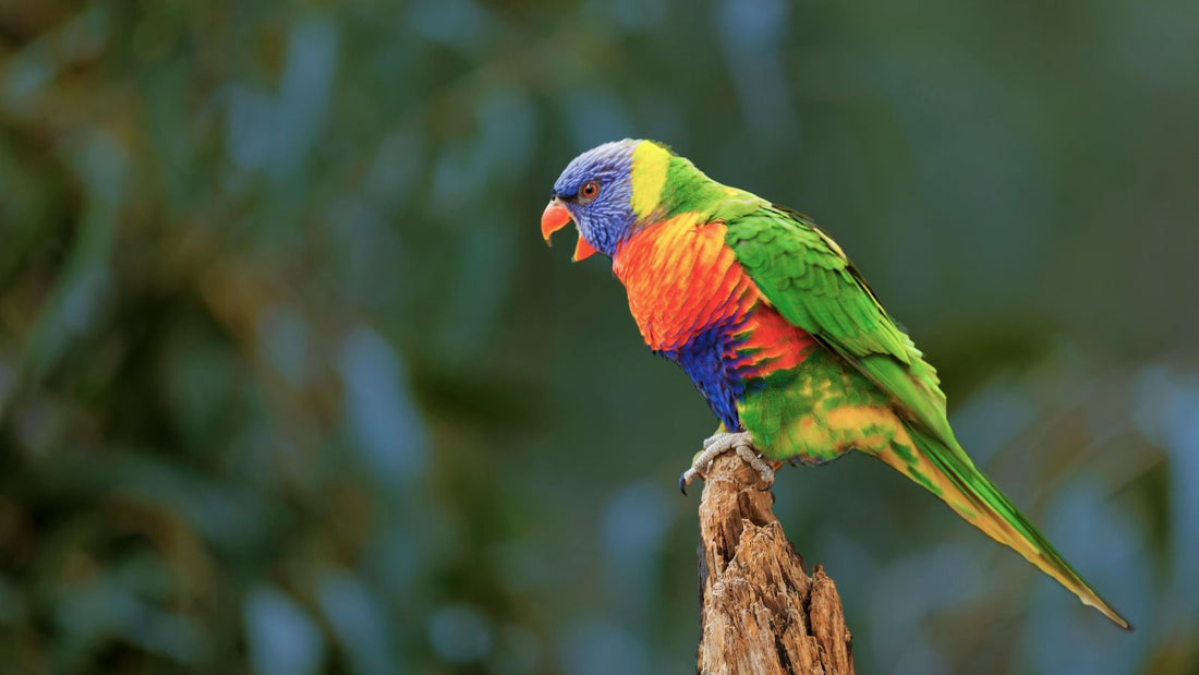 How Do Parrots Live with Humans?
