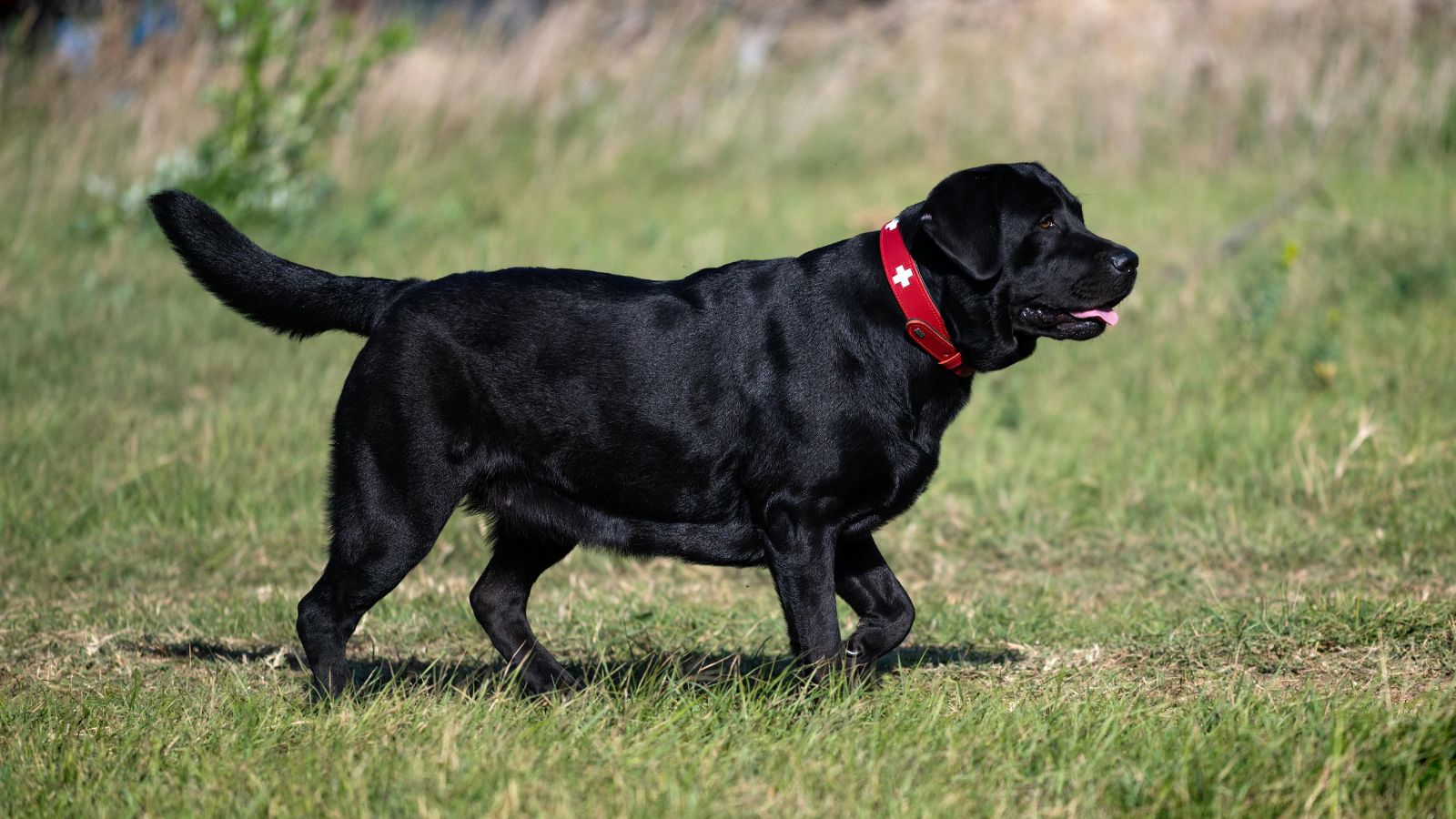 How to Tell If Your Dog Is Overweight