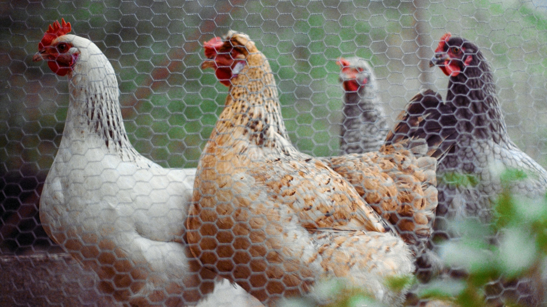 How to Predator-Proof Your Chicken Coop