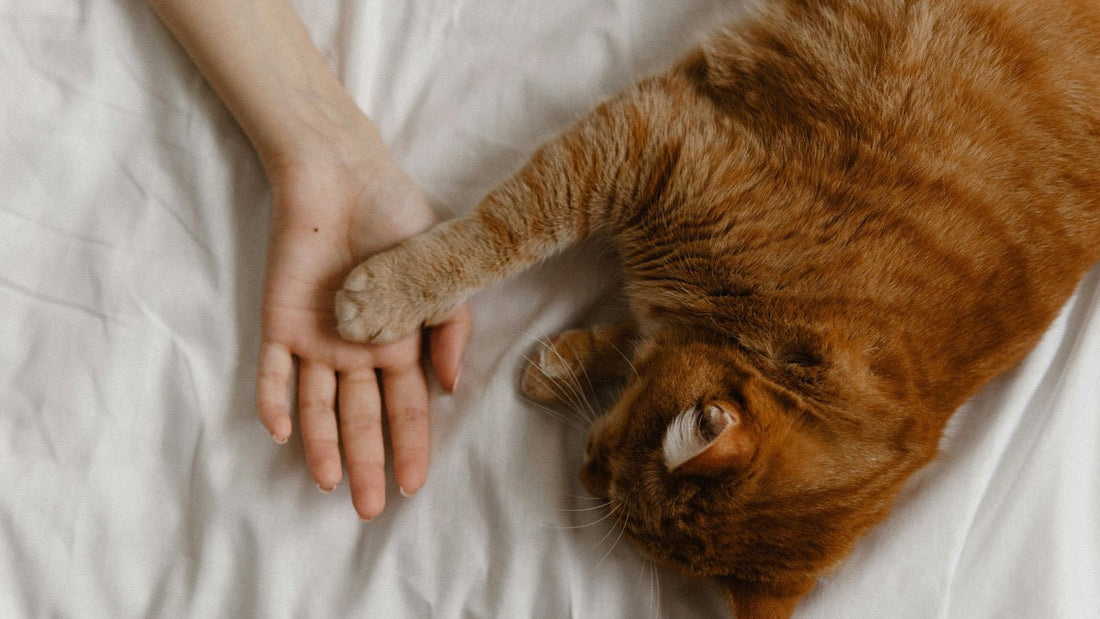 Why Your Cat Follows You Everywhere