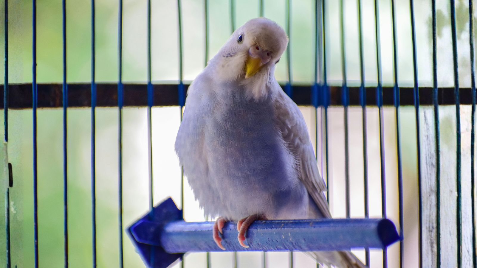 How to Make Your Home Bird-Safe