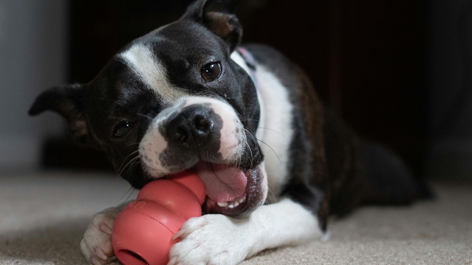 How to Choose the Right Toys for Your Dog’s Chewing Style