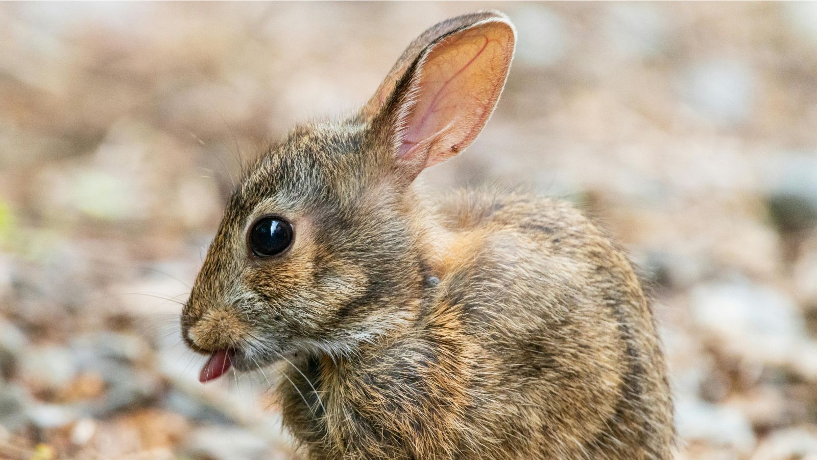 Understanding Rabbit Body Language