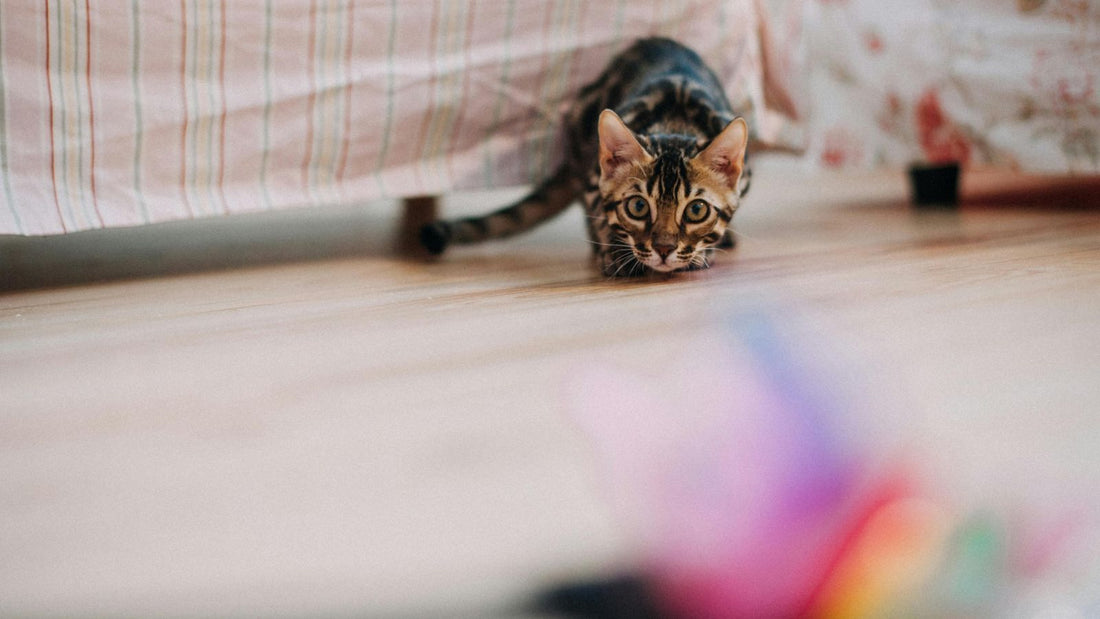 Cat Zoomies Explained: What They Mean and When to Worry