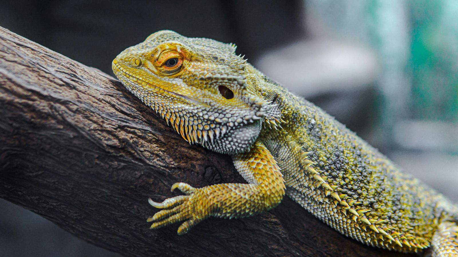 How Seasonal Changes Affect Reptile Behaviour