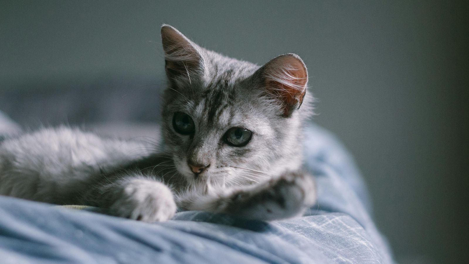 Helping Your Underweight Cat Gain Weight Safely and Stay Healthy