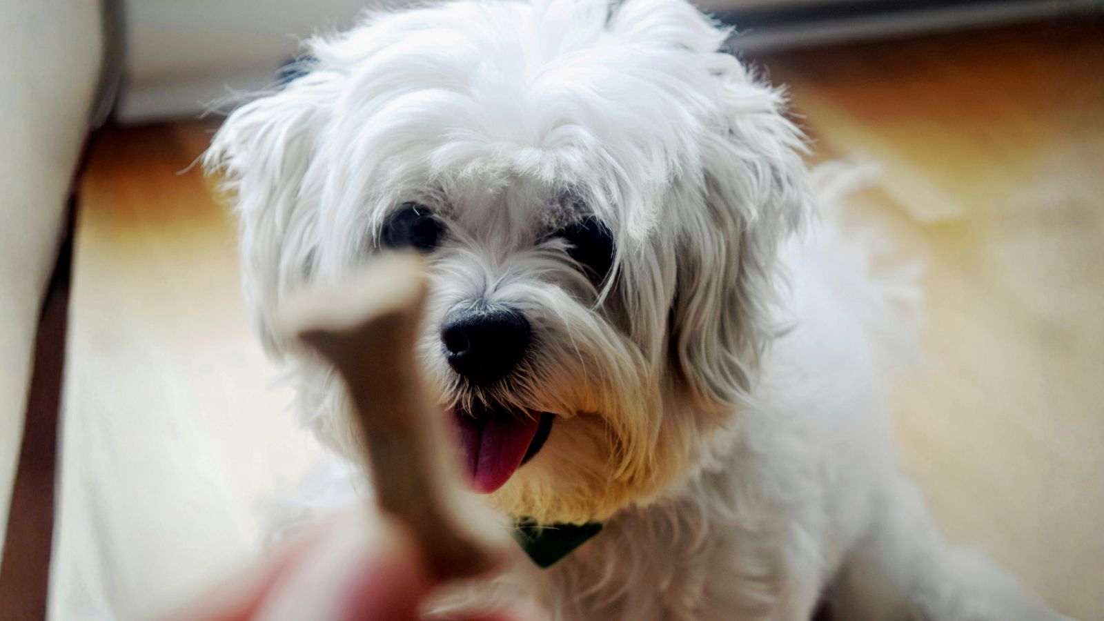 How Treats Impact Your Dog’s Weight More Than You Think