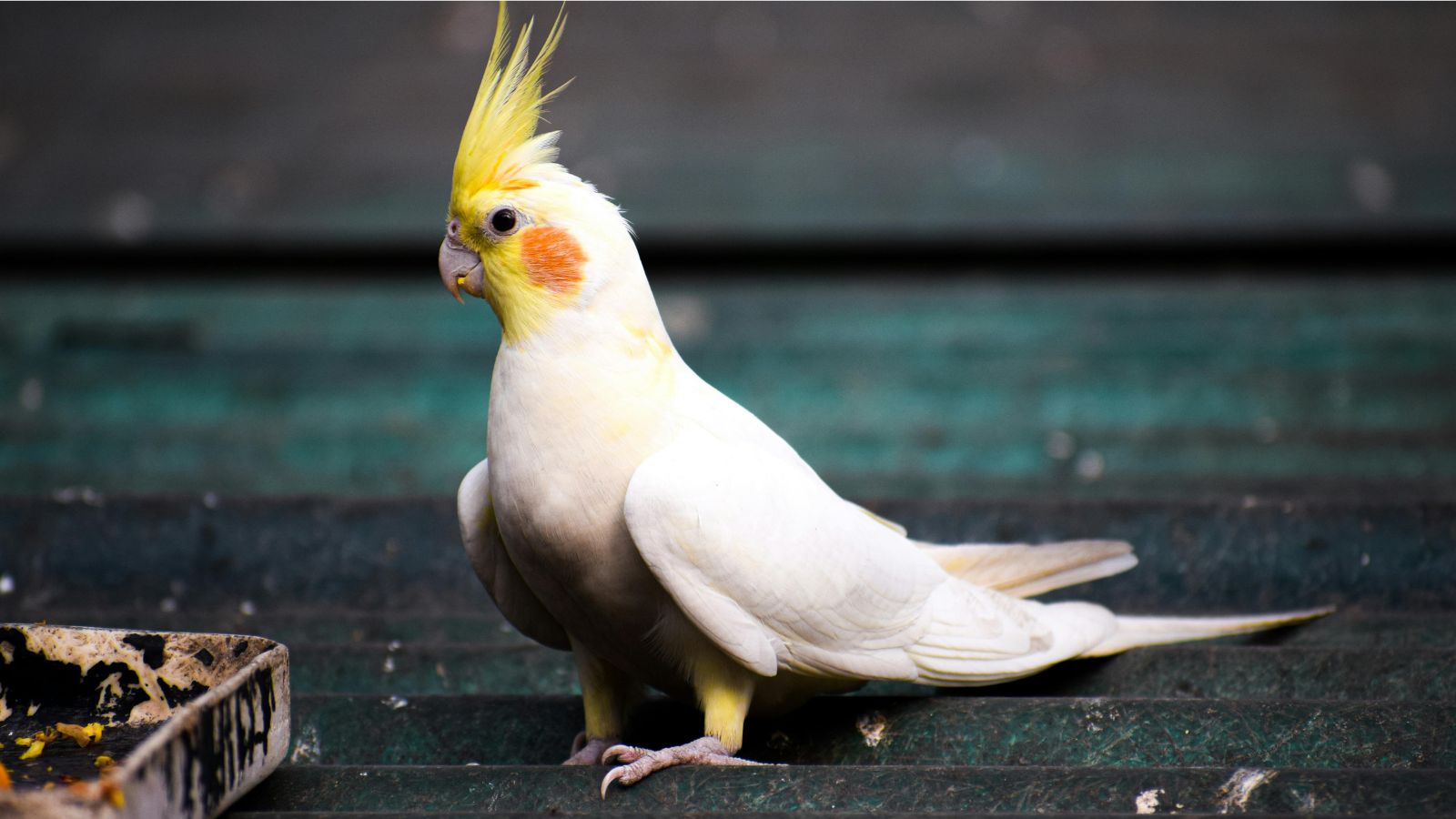 Why a Daily Routine Is Essential for Happy, Healthy Pet Birds