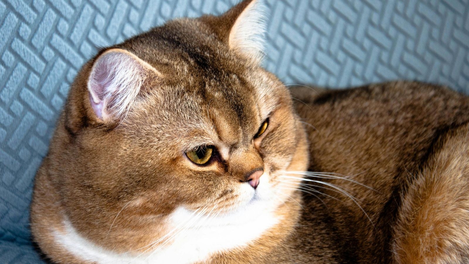Why Your Cat Is Gaining Weight (Even Without Eating More)