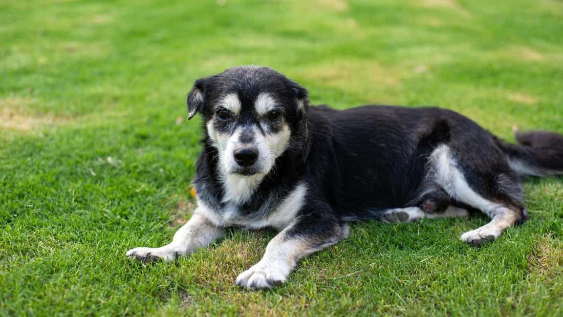 Weight Management for Senior Dogs
