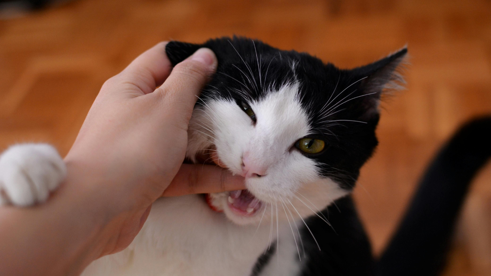 Why Your Cat Bites You During Petting (And What It Really Means)
