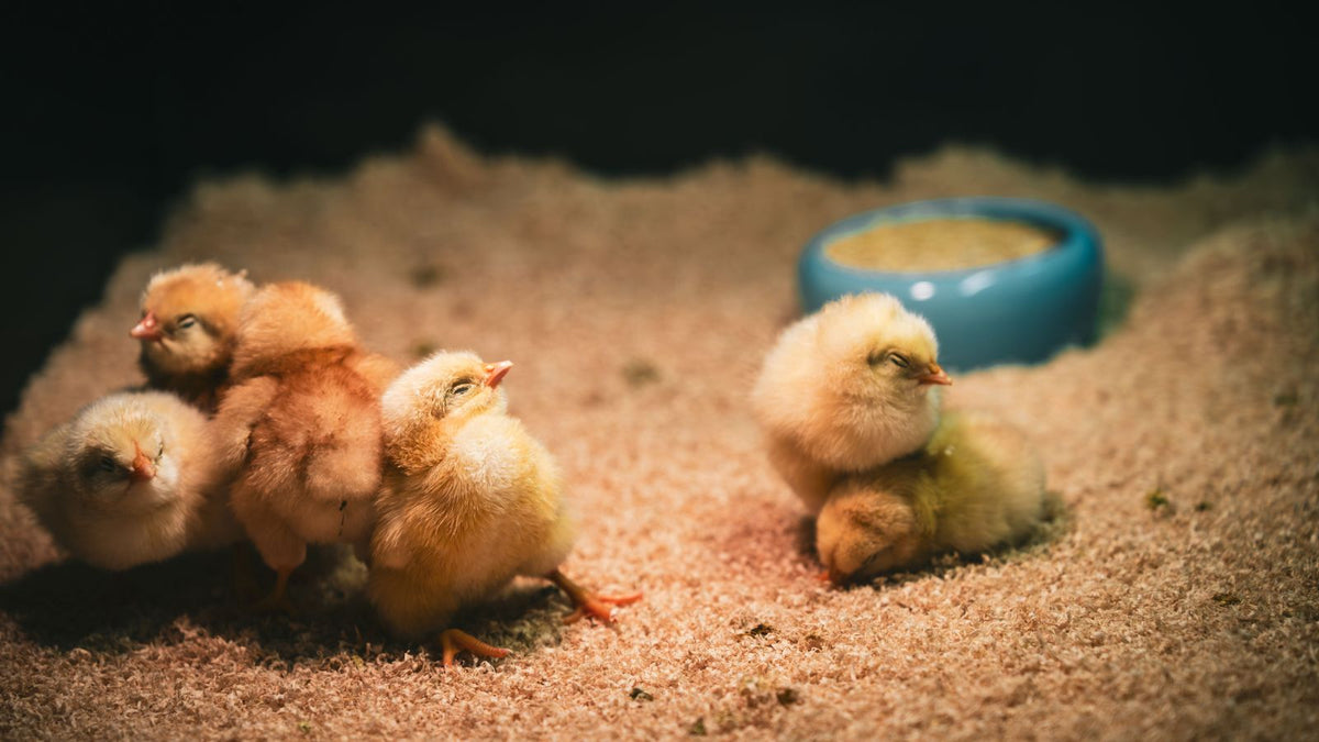 Why Dust Baths Are Essential for Chicken Health