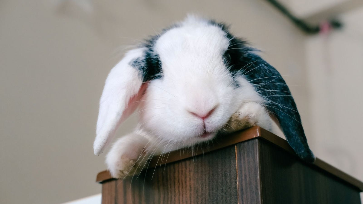 What Your Rabbit’s Ears Are Telling You