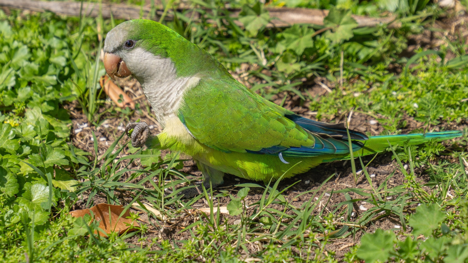 Why Foraging Is Essential for Pet Birds